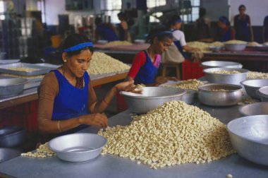 Kuru meyve, Hindistan, Karnataka 'da fındık derecelendiren kadınlar.