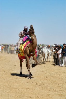 Deve binişi, Shivratri Panayırı, Kutch, Gujarat, Hindistan 