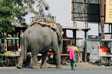 Yoldaki fil, Pune, Maharashtra, Hindistan 