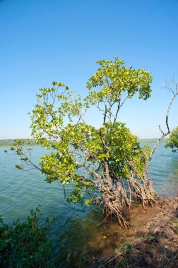 Sindhudurg, Maharashtra, Hindistan 'daki Karzai Deresi' ndeki Mangrovlar. 