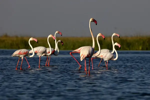 stock image greater flamingo, nalsarovar, Gujarat, India, Asia 