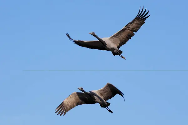 stock image Birds, demoiselle cranes grus virgo flying in sky, Khichan, Phalodi, Jodhpur, Rajasthan, India 