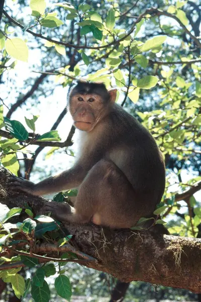 stock image Monkey , Indian Bonnet Macaque Macaca radiata