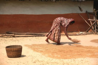 Jharkhand, Hindistan 'daki evinin önüne buğday seren bir kadın. 