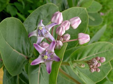 Ruie Calotropis gigantea (Linn) R.Br. Family Asclepiadaceae  clipart