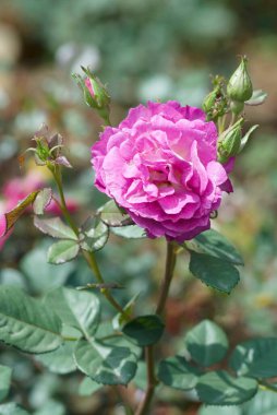 The Centenary Rose Garden Vijayanagaram Rose Garden ; Udhagamandalam Ooty in the Nilgiri mountains ; Tamil Nadu ; India clipart