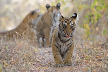 Genç kaplan yavrusu Ranthambore Ulusal Parkı 'nın kuru ormanlarında yürüyor. 