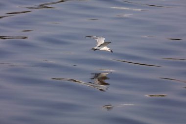 Kahverengi başlı martı, tapi nehri, Surat, Gujarat, Hindistan, Asya