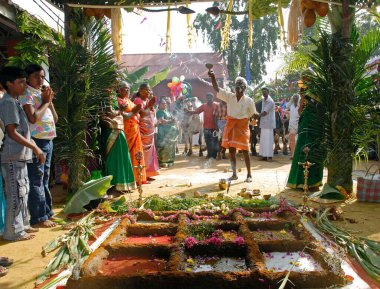 Coimbatore, Tamil Nadu, Hindistan 'da Pongal festivalini kutlayan çiftçiler