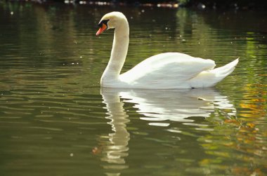 Kuş, suda yüzen Kuğu, Caseca Kuş Parkı, Mauritius 