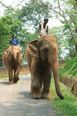 Guwahati 'deki hayvanat bahçesinden Asya Fili (Elephas maximus); Assam; Hindistan