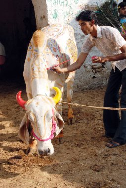 İnsanlar festivalden önce inekleri resmediyor ve onlara tapıyor. 