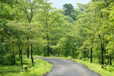 Tansa göl yolunda yeşillik, Thane bölgesi, Maharashtra, Hindistan 