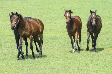 Poonawalla damızlık çiftliği, pune, maharashtra, Hindistan, Asya