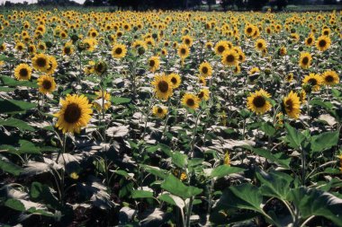 View of sunflower field, at Shirdi, Maharashtra, India clipart