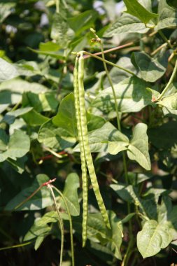 Bezelye çekirdekleri, bitkinin üzerinde siyah fasulye vigna unguiculata