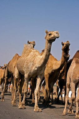 Kutch Karayolu 'ndaki develer, Gujarat, Hindistan 