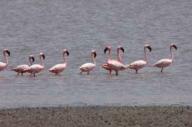 Küçük flamingo, tapi nehri, Surat, Gujarat, Hindistan, Asya