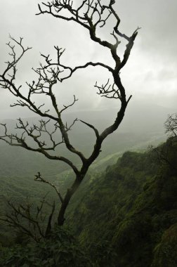 Amba Ghat, Shahuwadi, Kolhapur, Maharashtra, Hindistan Asya 'daki ağaç 