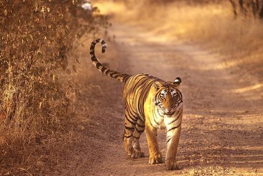 Tiger Panthera Tigris yürüyor, Ranthambore Ulusal Parkı, Rajasthan, Hindistan