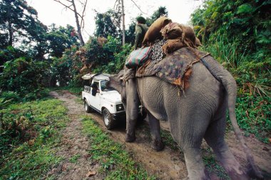 Fil Çalışan Fil Maximus, Arabayı İtmek, Kaziranga Ulusal Parkı, Assam, Hindistan 