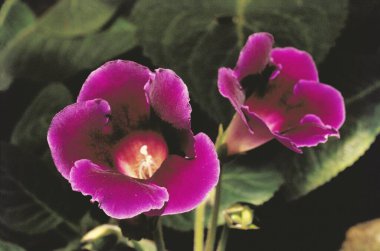 Close up of two maroon color Giloxinia flowers, Sinningia hybrida clipart