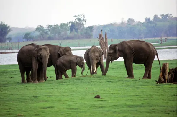 stock image Elephants, Kabini, Karnataka, India 