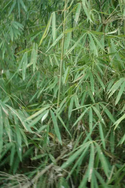 stock image Bamboo jungle, Mizoram, India 