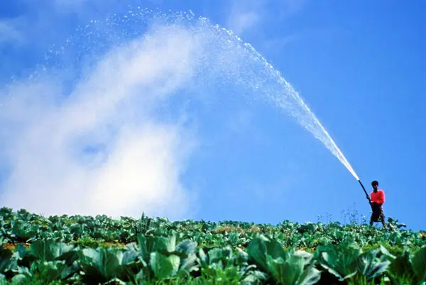 stock image Agriculture worker watering plants on green farm, India 