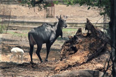 Nilgai blue bull in Jamshedpur zoo Jharkhand India Asia clipart