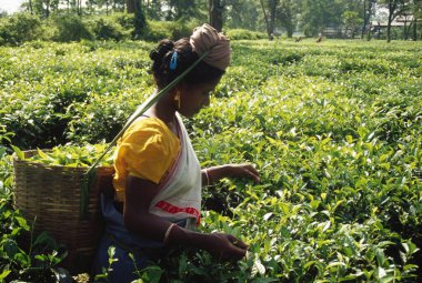 Çay yaprakları toplayan kadın, çay bahçesi, assam, Hindistan