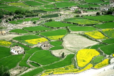 Tarım hardalı ve buğday, Sankar köyü, Sankar, Leh, Ladakh, Jammu ve Kashmir, Hindistan 