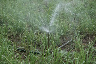 Şeker kamışı hasadına su püskürtme, Mahangwa Köyü, Narsinghpur Bölgesi, Madhya Pradesh, Hindistan