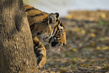 Bengal tiger stalking in Ranthambhore national park, rajasthan, India, Asia clipart