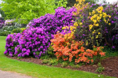 Londra, İngiltere 'deki Dulich köyünün merkez parkındaki Rhododendran çiçekleri. 