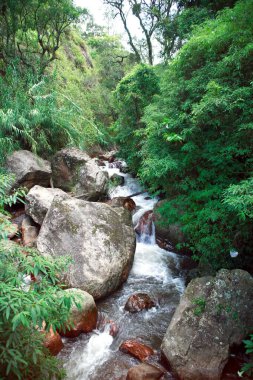 Şelale; Munnar; Kerala; Hindistan