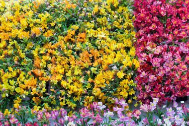 Alstroemeria Sp çiçek fuarı, Coimbatore, Tamil Nadu, Hindistan 