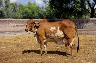 Gir Cow, Savrashtra Gururu, Gujarat, Hindistan