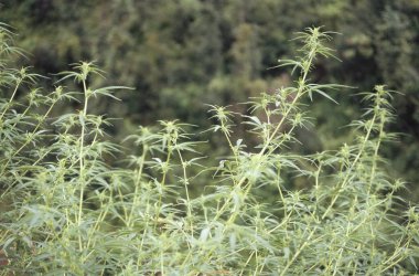 Simla, Himachal Pradesh, Hindistan yakınlarındaki Koti 'de marihuana yetiştiriliyor. 
