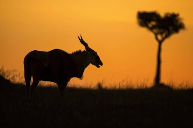 Kudu 'nun silueti ve Kenya' daki Masai Mara Vahşi Yaşam Sığınağı 'nın çayırlarında gün batımında Tragelaphus imberbis adında bir ağaç.