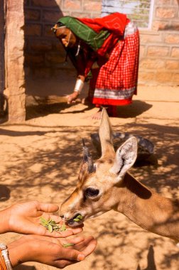 Bishnoi kadını aç geyik köyü Jajiwal, Jodhpur, Rajasthan, Hindistan 