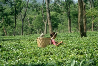 Çay yaprakları toplayan kadın, Çay Bahçesi, Assam, Hindistan, Asya