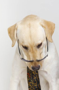 Labrador av köpeği sarı erkek, teftiş, inceleme, Hindistan