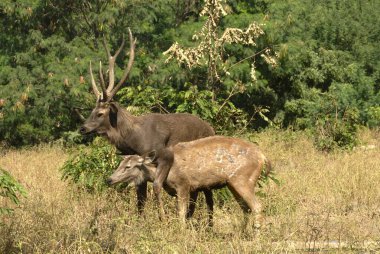 Wild sambar deer in natural habitat, India, Asia clipart