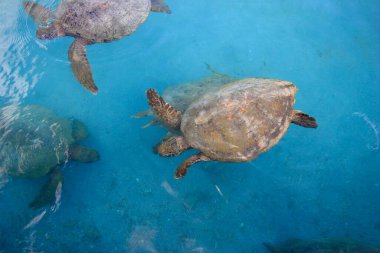 Kaplumbağalar, Roatan Adası, Honduras Köyü 