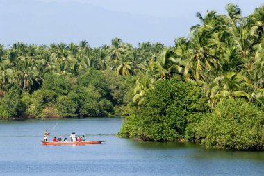 Boating of tourists in backwater of Souparnika River with lush green banks at Maravanthe Kundapura Udupi Karnataka  clipart
