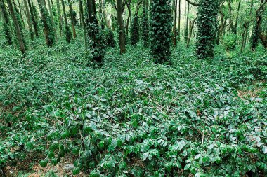 Ananthagiri tepelerinde gümüş meşe ağaçları arasında kahve tarlaları; Araku vadisi; Vishakhapatnam; Andhra Pradesh; Hindistan