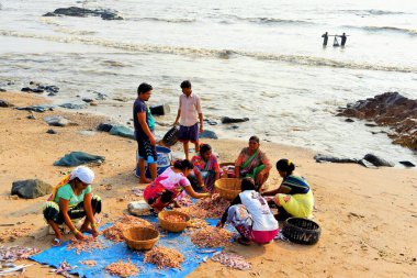 Balıkları sınıflandıran balıkçı kadınlar, Uttan Sahili, Bhayander, Mumbai, Maharashtra, Hindistan, Asya