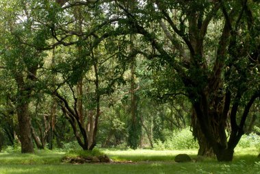 Sanjay Gandhi Ulusal Parkı, Borivali, Bombay Mumbai, Hindistan 'daki Yoğun Ağaçlar ve yemyeşil çimlerin Manzarası 