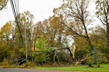 Bükme ağacı, kum fırtınası, edison, New Jersey, ABD 